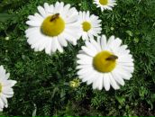 Фотография Мигеля Мурада