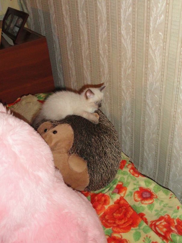 Стас Олейник фотография #42