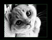 Фотография Salnikova Anastasia