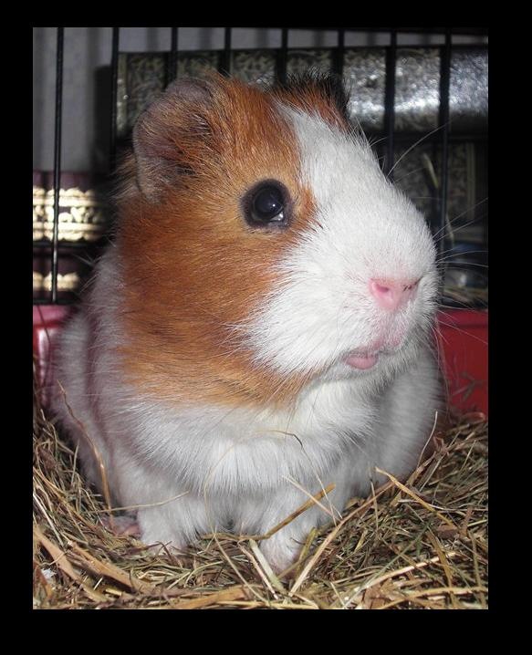 Der Stachel фотография #9