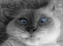 Фотография Алабаева Андрея