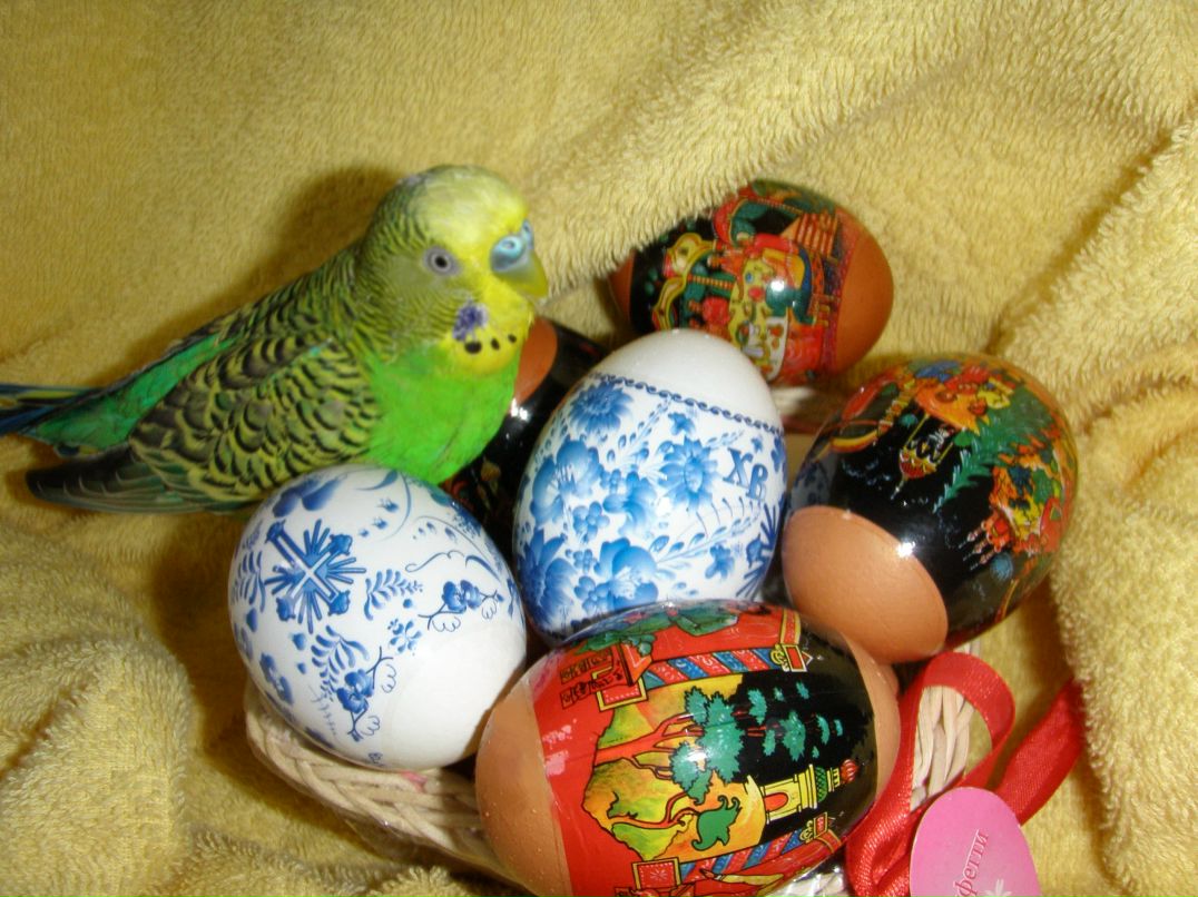 Вероника Бубнова фотография #11