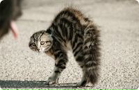 Фотография Кеосиди Галины