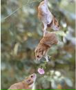 Фотография Веселовой Елены