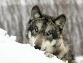 Фотография Кумани Ольги