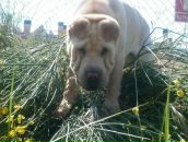 Ростік Худик фотография #20 (источник - https://vk.com/id87017695)