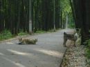 Ваня Сапіщук фотография #3 (источник - https://vk.com/id228939407)