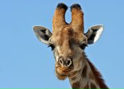 Фотография Лифановой Елены