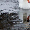 Марічка Кіцюня фотография #42 (источник - https://vk.com/id149621900)