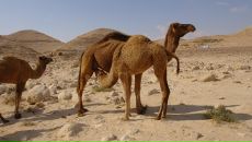 Олег Евсюков фотография #34 (источник - https://vk.com/id14283329)