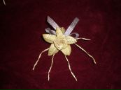 Ольга Іщук фотография #40 (источник - https://vk.com/id139552018)