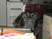 Фотография Мясоедова Дмитрия