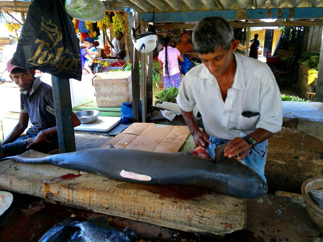 Эльдар Лойд фотография #18