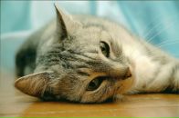 Фотография Барсегян Екатерины