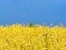 Джан Воедінович фотография #19 (источник - https://vk.com/id136879939)