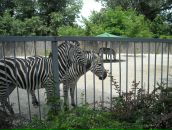 Яна Кіцул фотография #46 (источник - https://vk.com/id143290004)