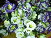 Фотография Картинки Иринки