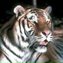 Фотография Чайкина Виктора