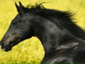 Віта Зінченко фотография #11 (источник - https://vk.com/id67958642)