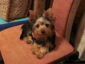 Ігор Баленко фотография #11 (источник - https://vk.com/id93853930)