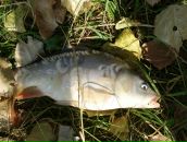 Іван Алмаші фотография #43 (источник - https://vk.com/id89643469)