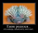 Фарид Мударрис фотография #19 (источник - https://vk.com/id90649712)