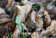 Роман Нутерман фотография #34 (источник - https://vk.com/id766871)