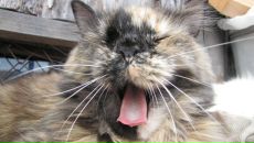 Фотография Лесиной Оли