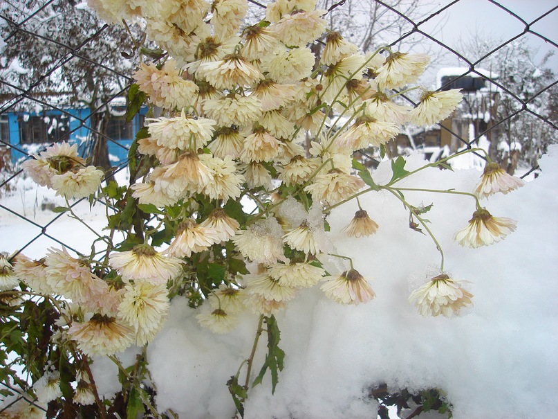 Era New фотография #36