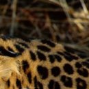 Aleksei N фотография #22 (источник - https://vk.com/id153556975)