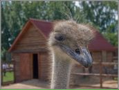 Фотография Хамидова Руслана