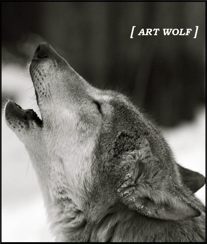 Simba Lion фотография #3