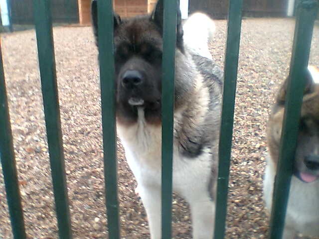 Иван Бонь фотография #49