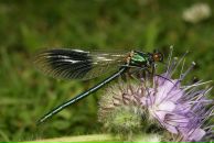 Віктор Якубовський фотография #19 (источник - https://vk.com/id8578390)