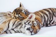 Фотография Дьяконовой Марии