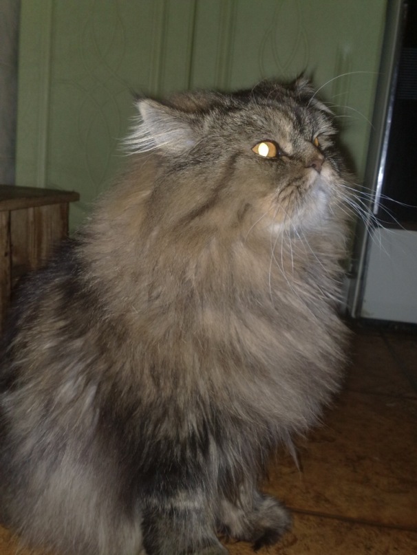 Михаил Шевцов фотография #4