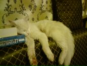 Фотография Григорьева Павла