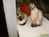 Фотография Фрей Анжелики