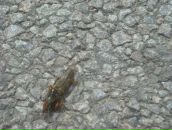 Ярослав Пліщук фотография #37 (источник - https://vk.com/id69860022)