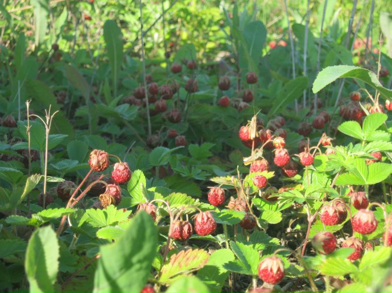 Солонго Шатаева фотография #46