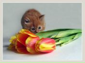 Фотография Болтовской Дарьи