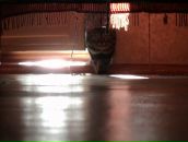 Фотография Чистякова Алексея