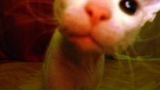 Фотография Трофимовой Екатерины