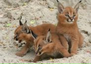 Фотография Шутилиной Светланы