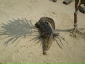 Наталія Гур'янова фотография #39 (источник - https://vk.com/id30916353)