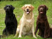 Фотография Бойкова Светлана