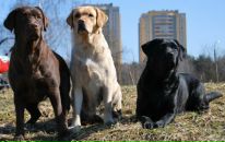 Фотография Бойкова Светлана