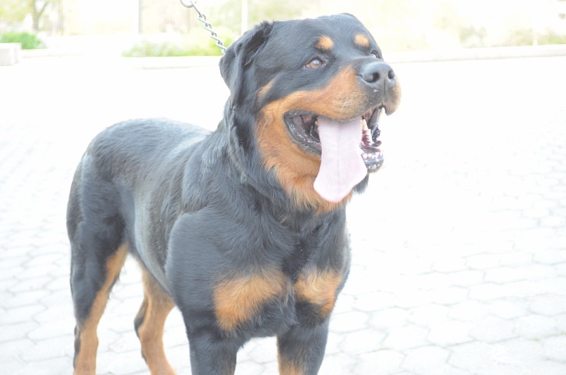 Роман Опальчук фотография #34