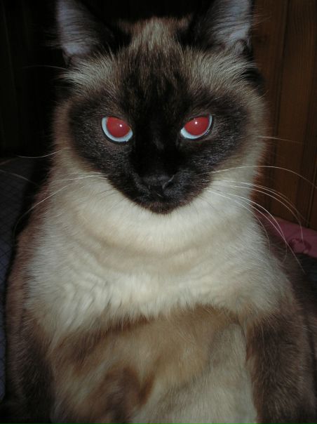 Софи Валеева фото №48