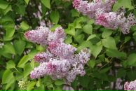 Фотография Зыряновой Ольги